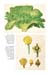 freedberg_Page_6